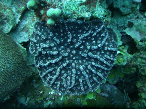 Um belo coral negro em San Andrés, ilha no caribe colombiano